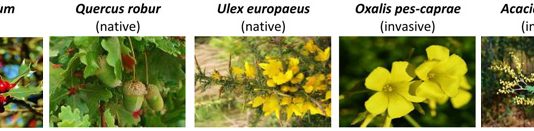 Знание инвазивного статуса растения влияет на его эстетическое восприятие