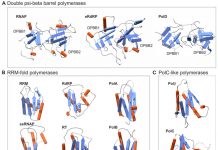 Репликация ДНК и транскрипция могут иметь общее происхождение