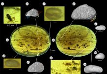Репродуктивная система остракод не изменилась за сто миллионов лет