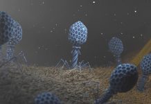 Великаны в стране лилипутов: описаны бактериофаги с рекордно большими геномами