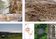 Эпоха викингов в свете палеогенетики