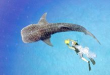 У больших животных гены длиннее