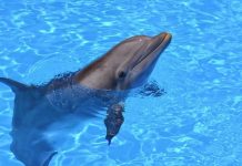 Дельфины-роботы заменят в аквариумах живых сородичей