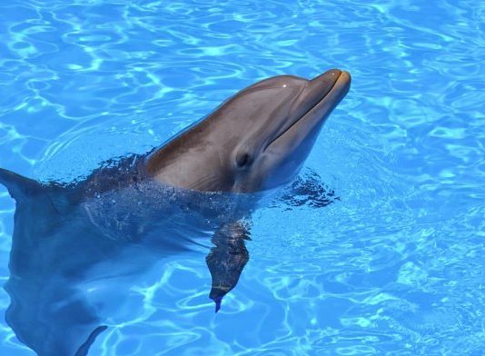Дельфины-роботы заменят в аквариумах живых сородичей