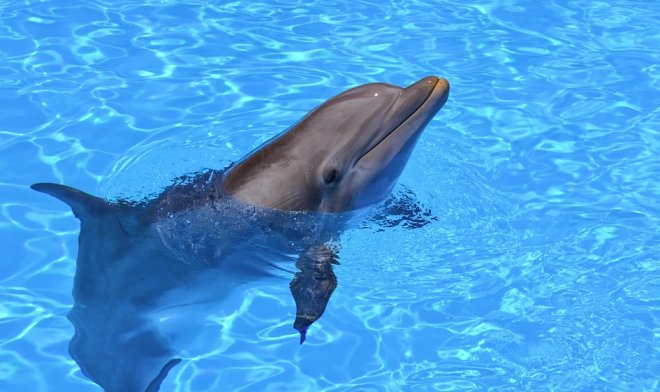 Дельфины-роботы заменят в зоопарках и аквариумах своих живых сородичей