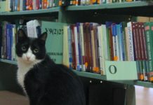 В Томске появился 3D-печатный памятник учёному коту