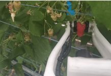 Робот-сборщик малины. Британский Robocrop