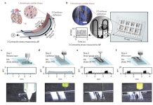 На 3D-принтере напечатана сердечная мышца с датчиками