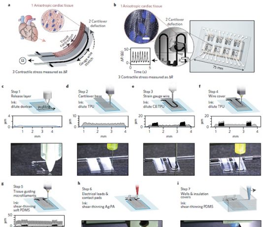На 3D-принтере напечатана сердечная мышца с датчиками