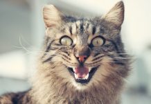 Программа рааскажет почему кошки мурлыкают и мяукают