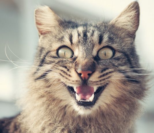 Программа рааскажет почему кошки мурлыкают и мяукают