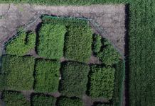 Решит ли ГМО пшеница проблему нехватки продовольствия в мире?