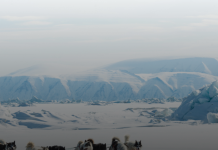 Микропластик найден в организме 92% овец — это катастрофа!