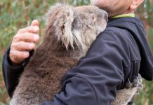 Пожары в Австралии нанесли коллосальный ущерб в 3 млрд животных!