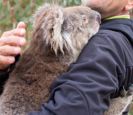 Проблемы на Земле в 2020 году: пожары, ураганы, жара