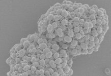 Как опасные бактерии образуют колонии