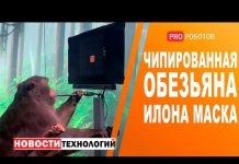 Курьёзный случай или чипированная обезьяна Илона Маска