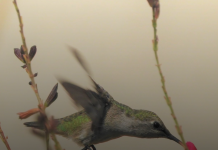 Социальная дистанция защищает пчёл от паразитов
