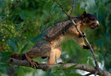 Хочешь создать нового робота — изучай белку