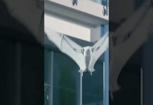 PRO Роботов #Shorts | Удивительные роботы Festo