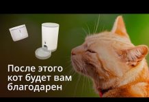 Это лучшая автоматическая кормушка для кошки. Обзор гаджетов Petoneer