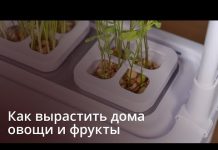 Выращиваем фрукты, ягоды и цветы дома — обзор садика iGarden